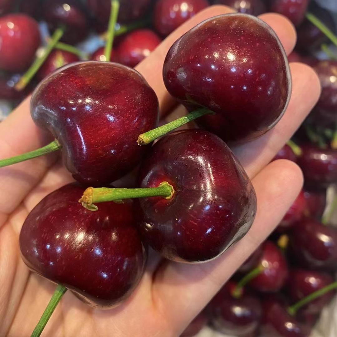 大连美早樱桃园🍒