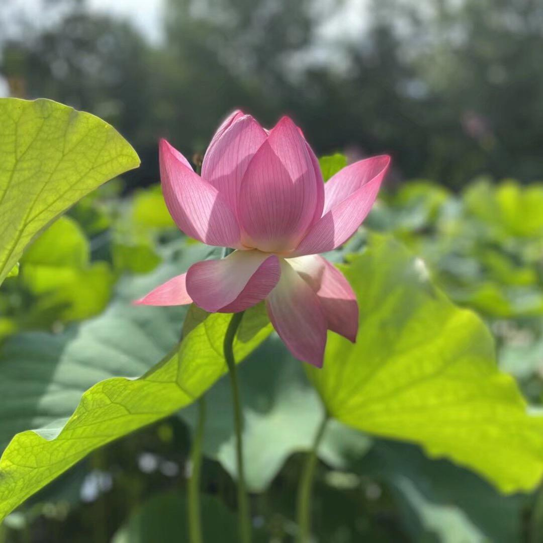 蜗牛带我去散步