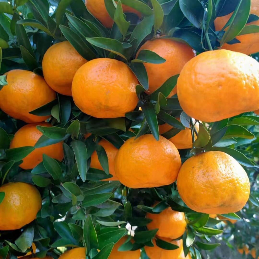 清江民宿@溪上居🍊