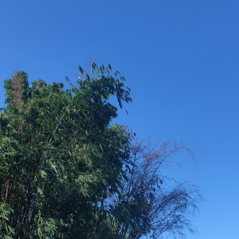 盛夏呀