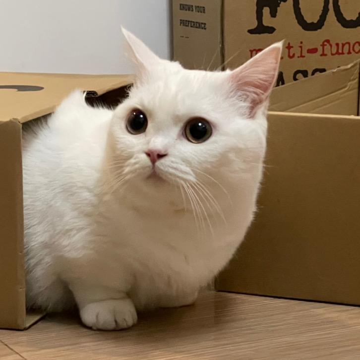 小短腿苏苏