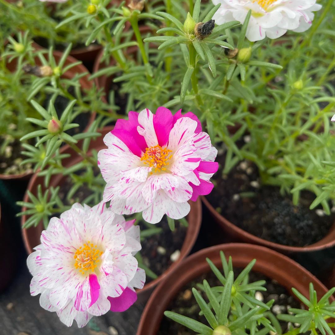 花花驾到