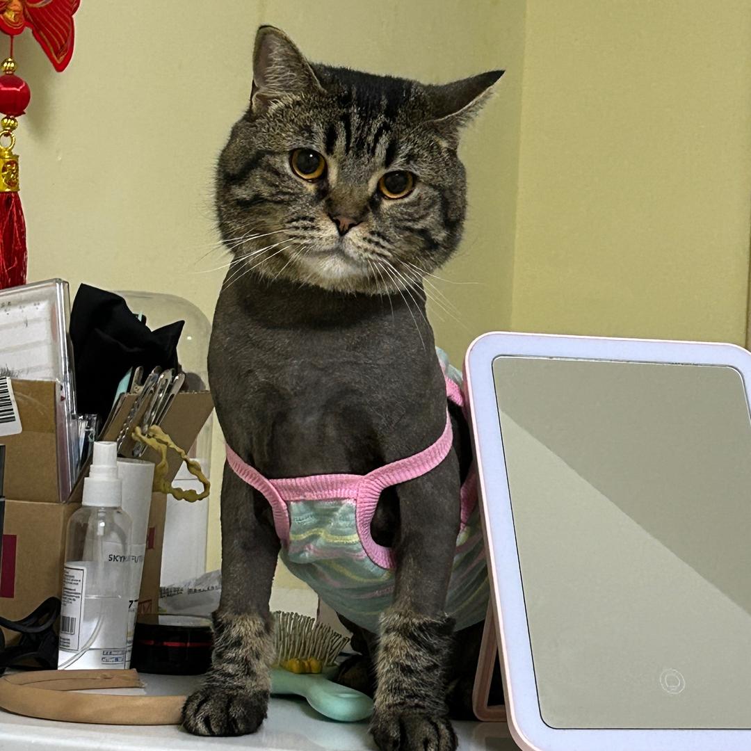 🐾🐾🐾家有咪宝