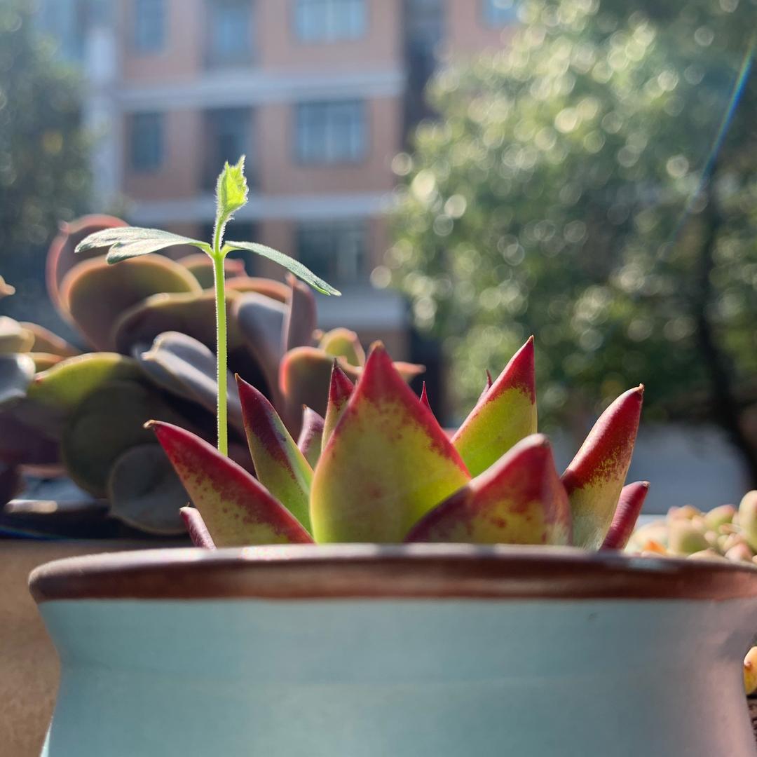 心儿小姐姐的麻麻