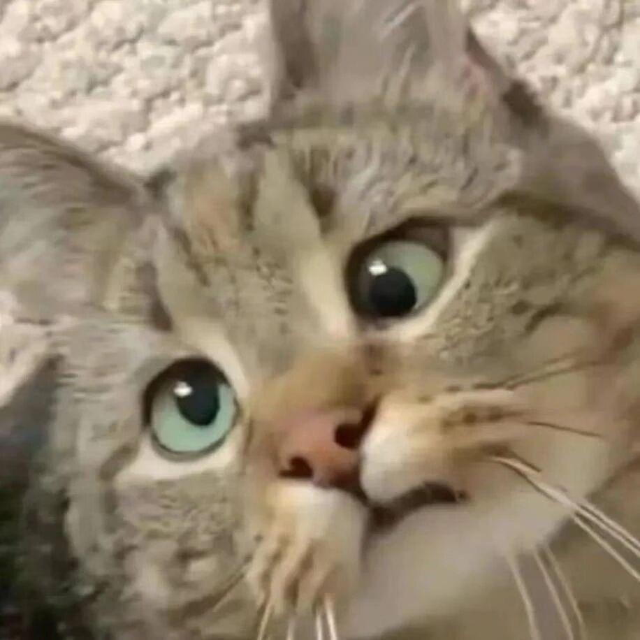 擎天柱把威震天丢转转回收买了新的车轱辘