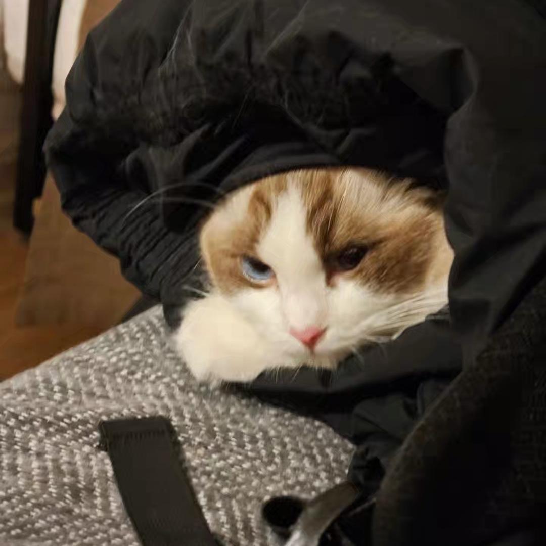 看到请让我去写论文