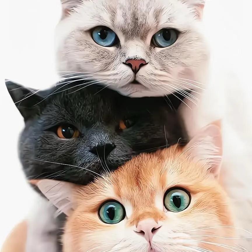 吃方便面的猫🐱