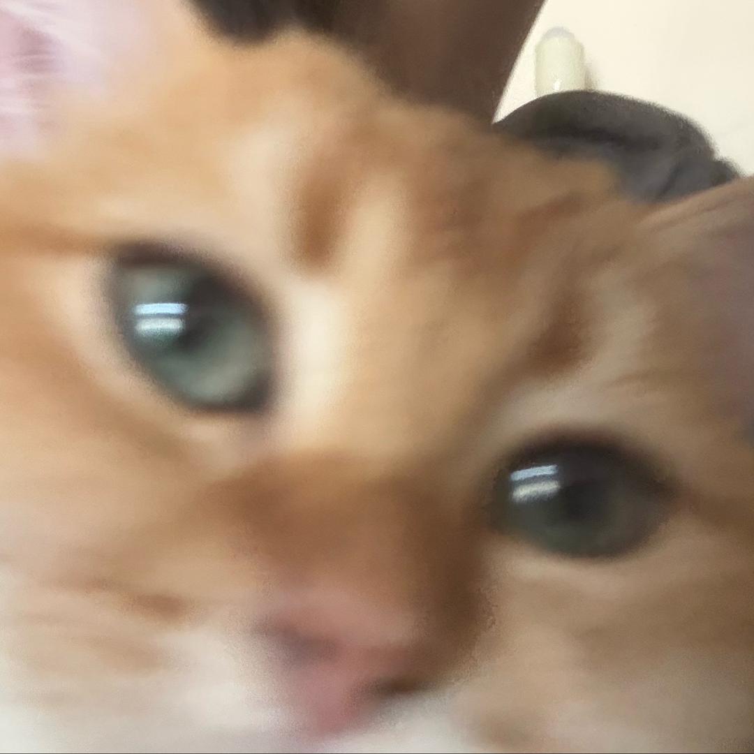 张猩唱