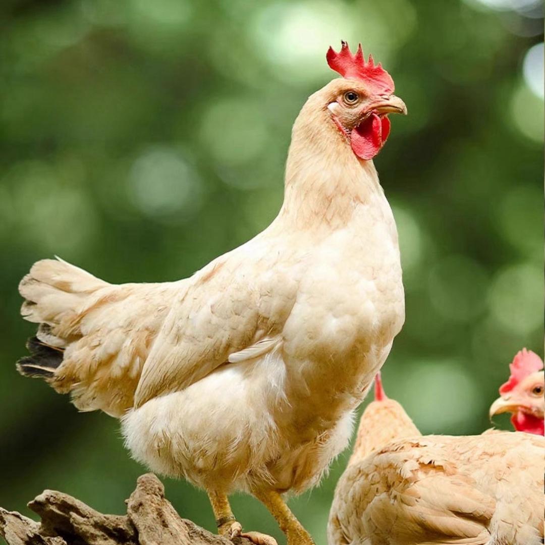 恩施富香园优选店