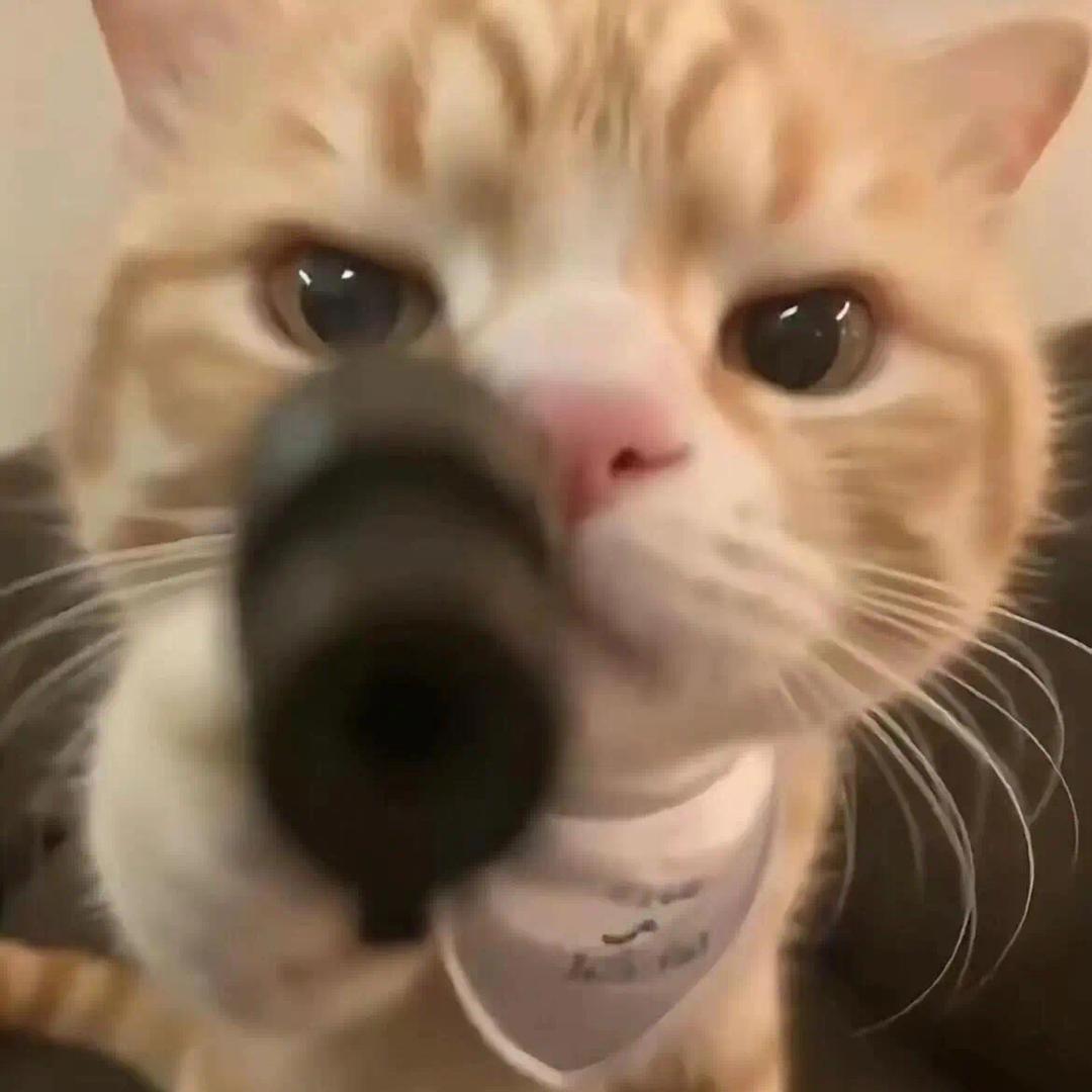 画个虫虫