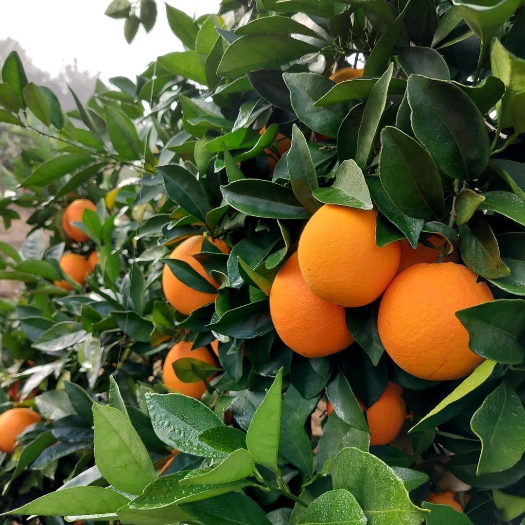 科学种果树🍊