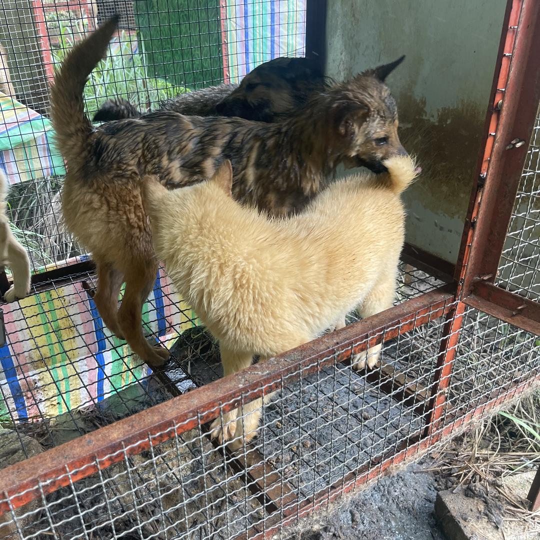 绥宁县宏昌犬业