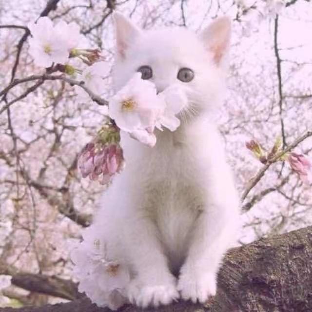 晚晚