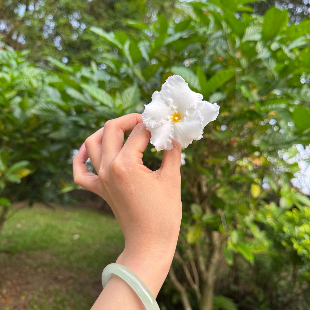 一只小希希