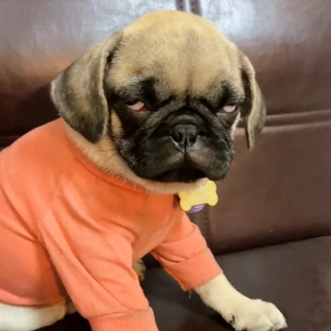猛犬佬6