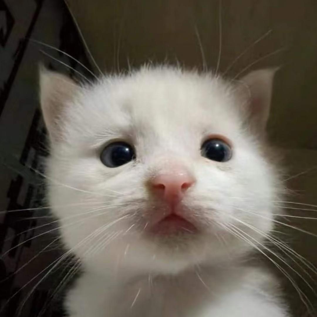 拼好饭被偷的那个雨夜