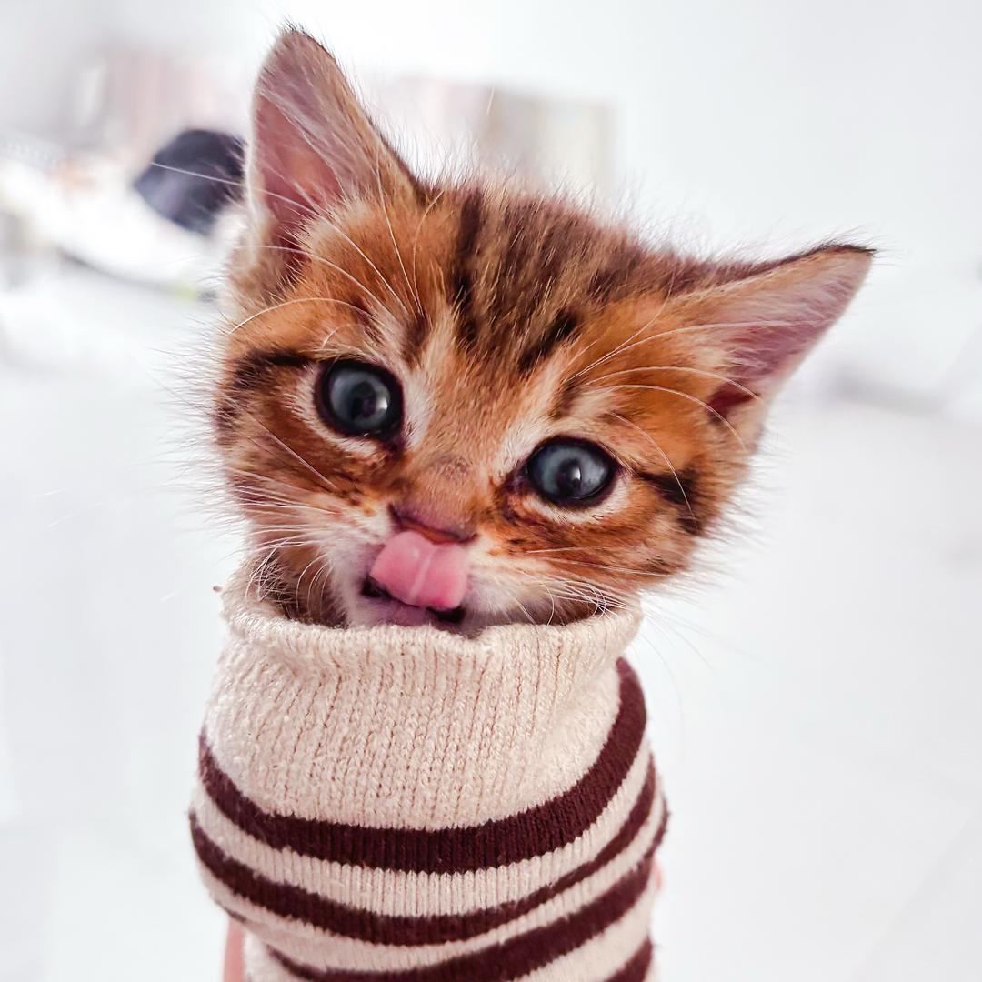 糊涂可乐喵（互动互关）