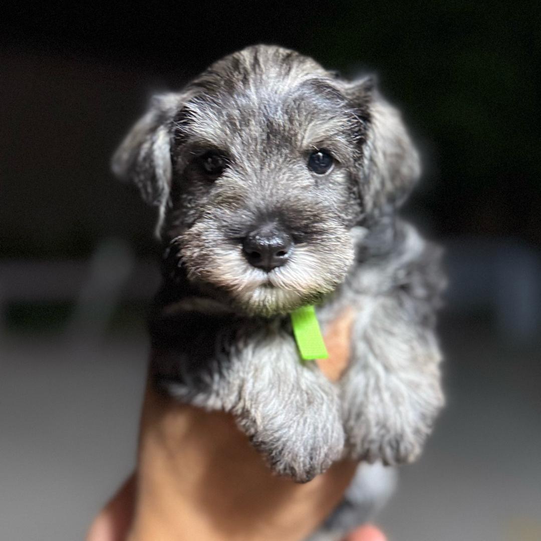 迦泊 雪纳瑞犬舍CKU