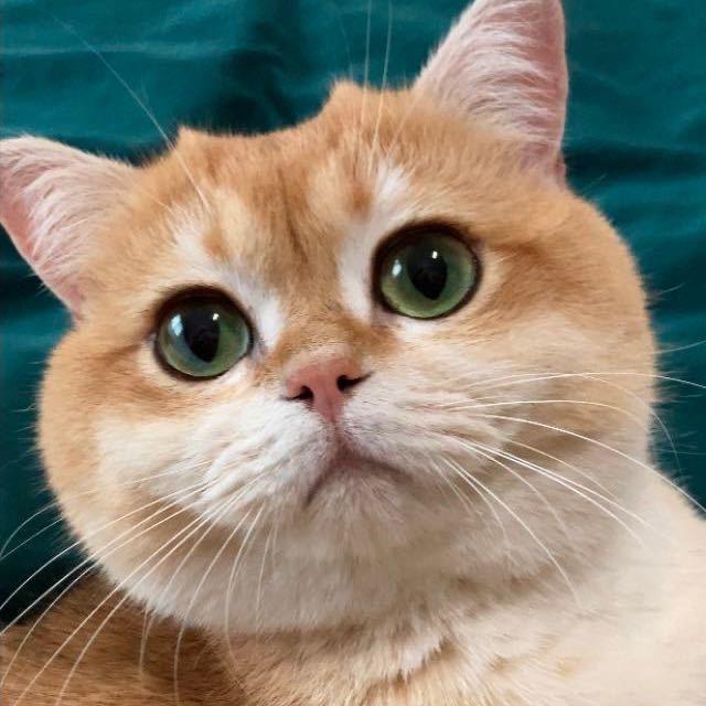 Rainbow Cat 彩虹猫🌈🐱