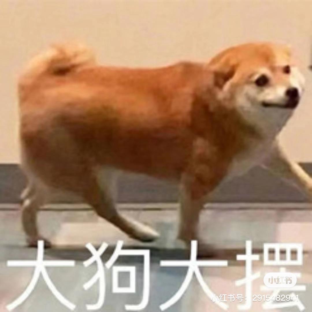 毛毛努力干活