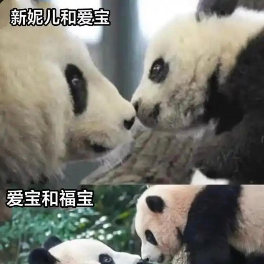 罗宾花小号