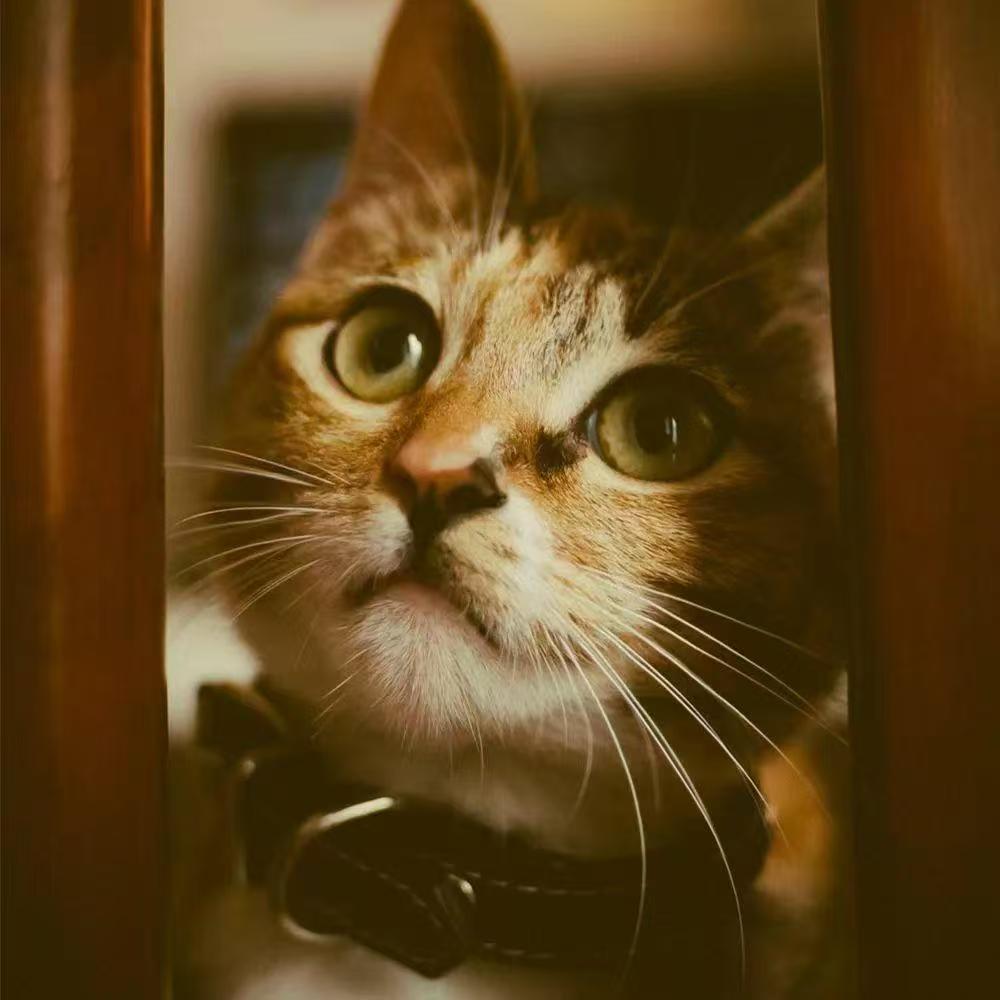 建新聊养猫