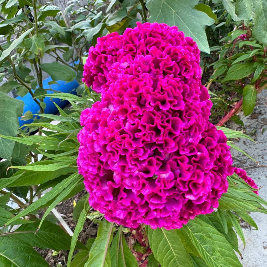 苗翠花