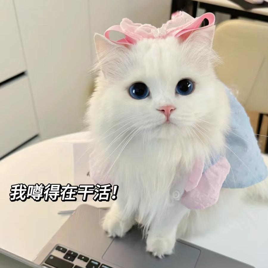铃木猫