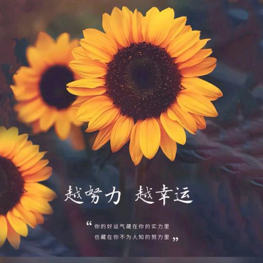 我的加菲 我的喵🐱