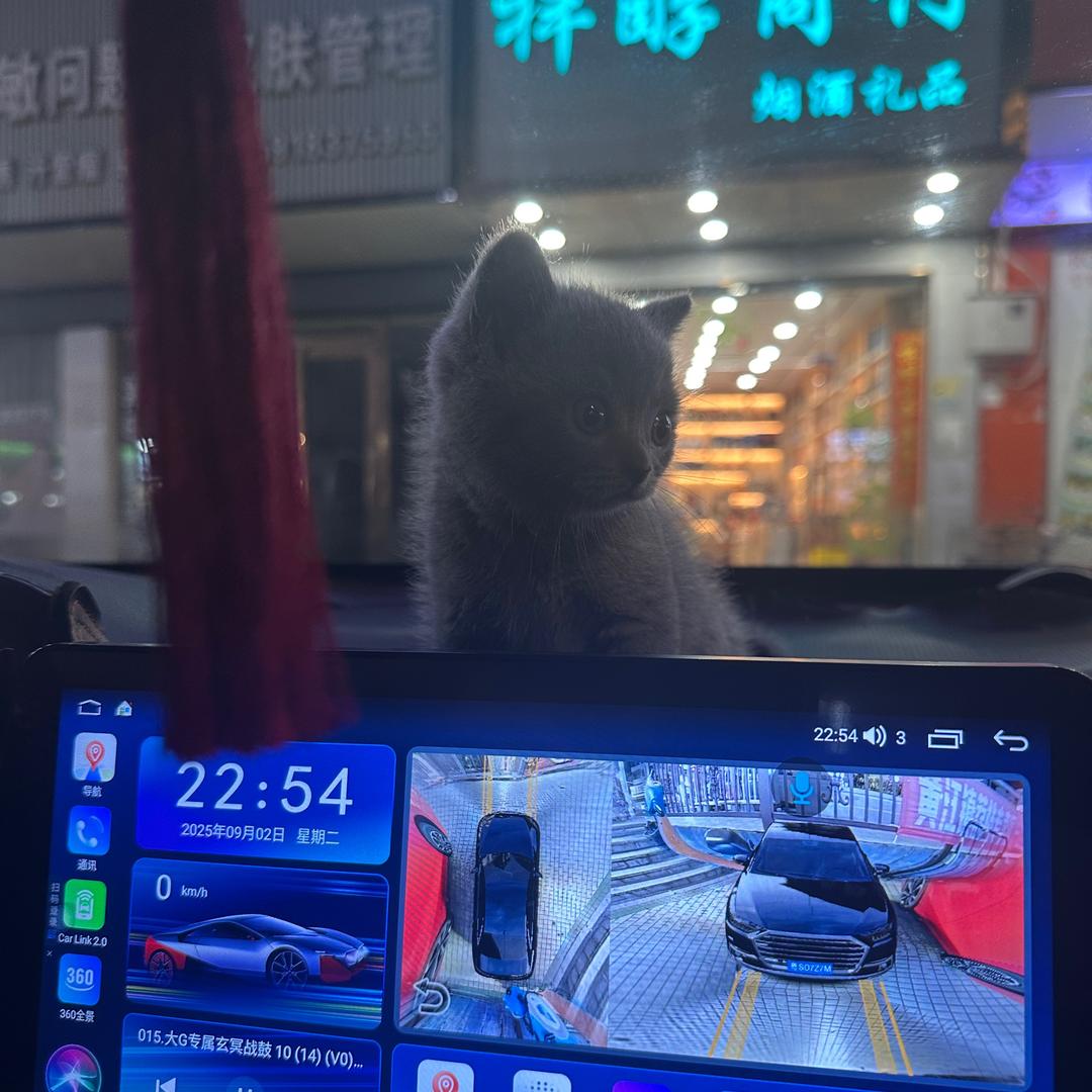 三只小猪