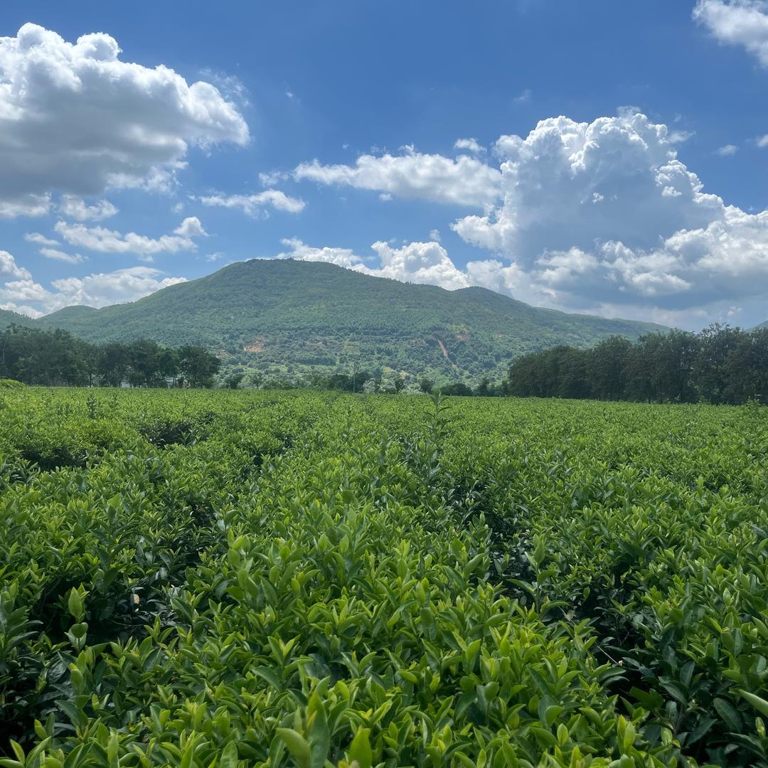 AA