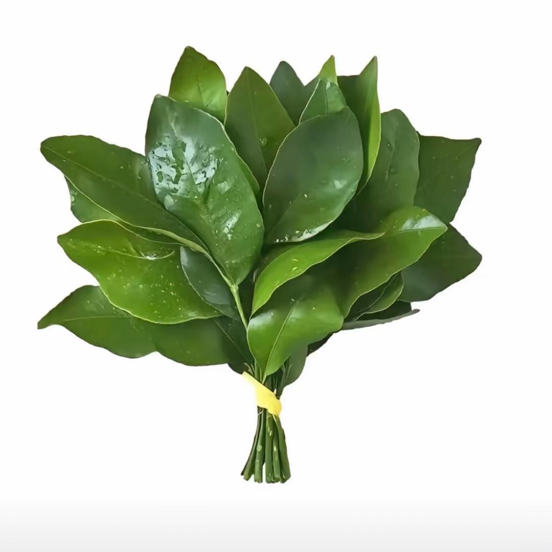芽芽呀🍃