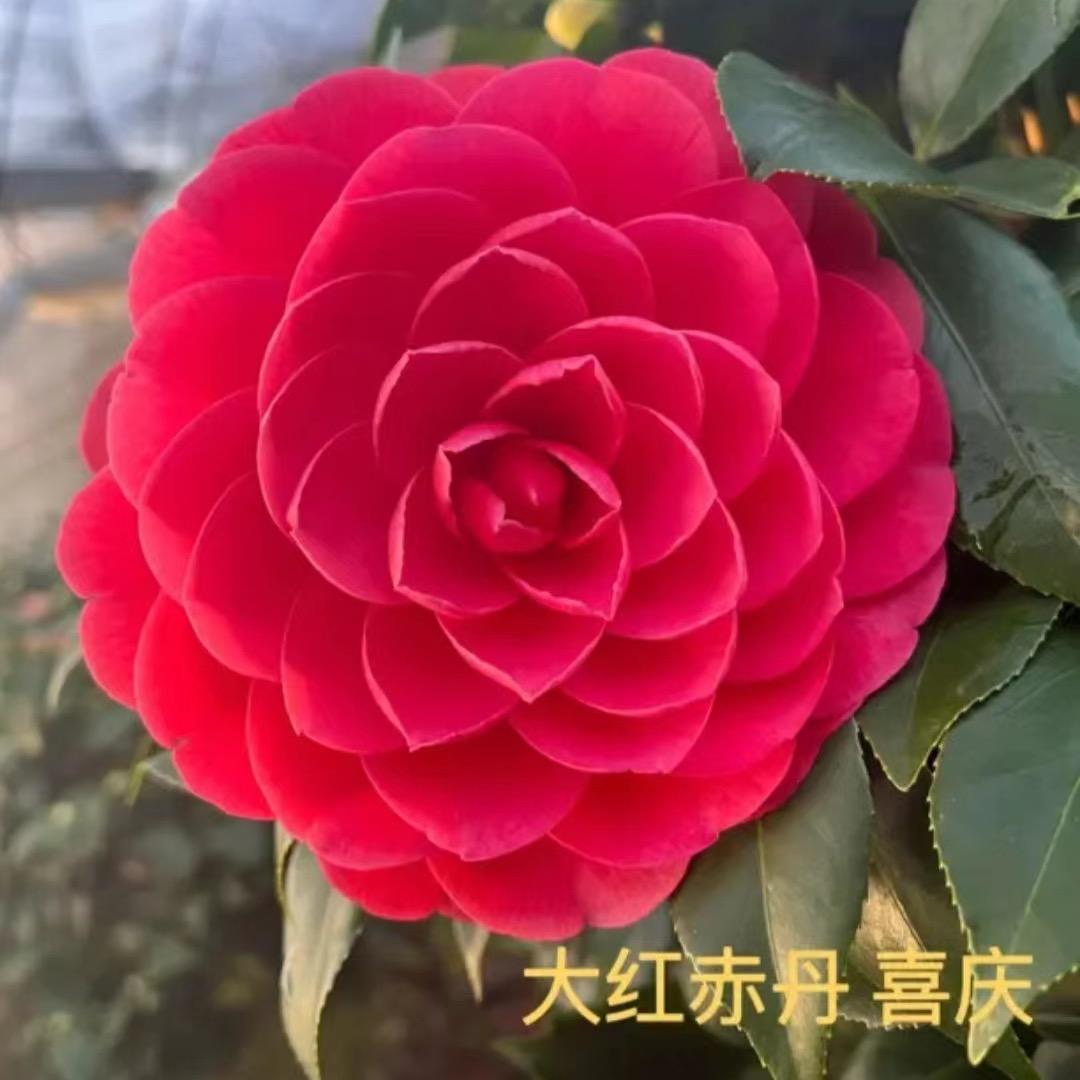 欢乐谷花卉