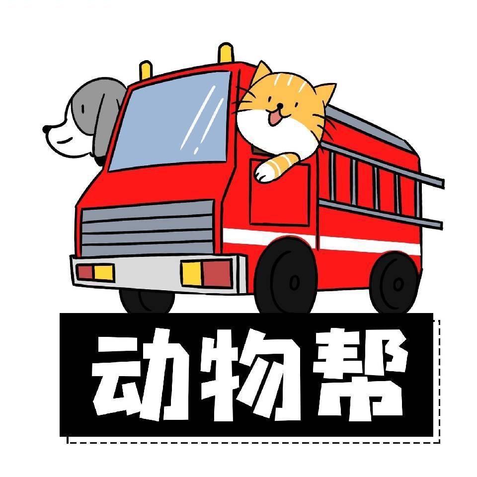 动物帮猫粮