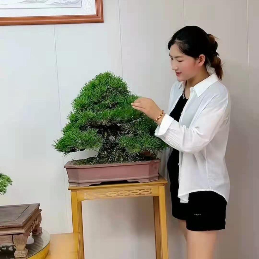 小哥盆景园