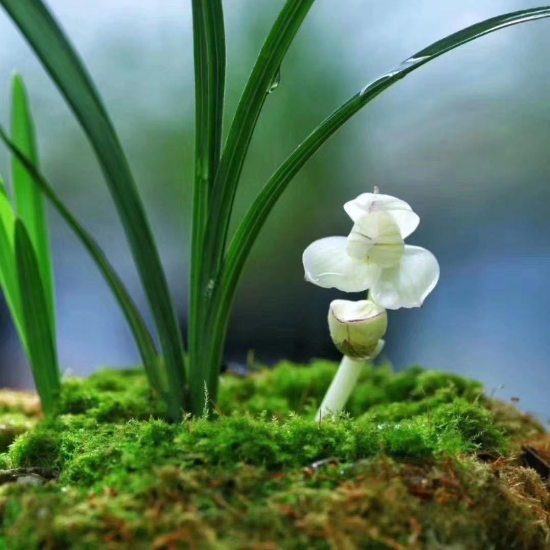 祖文兰苑国兰养植基地