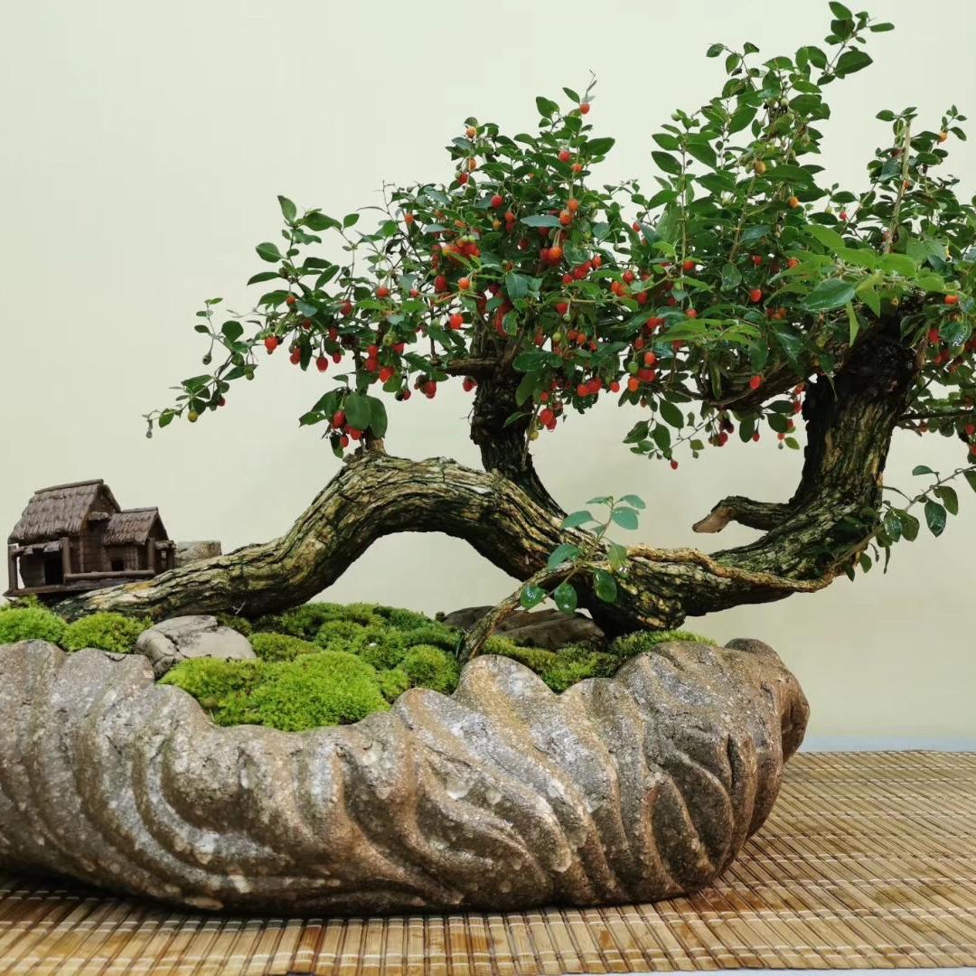 喜物森语家居盆景