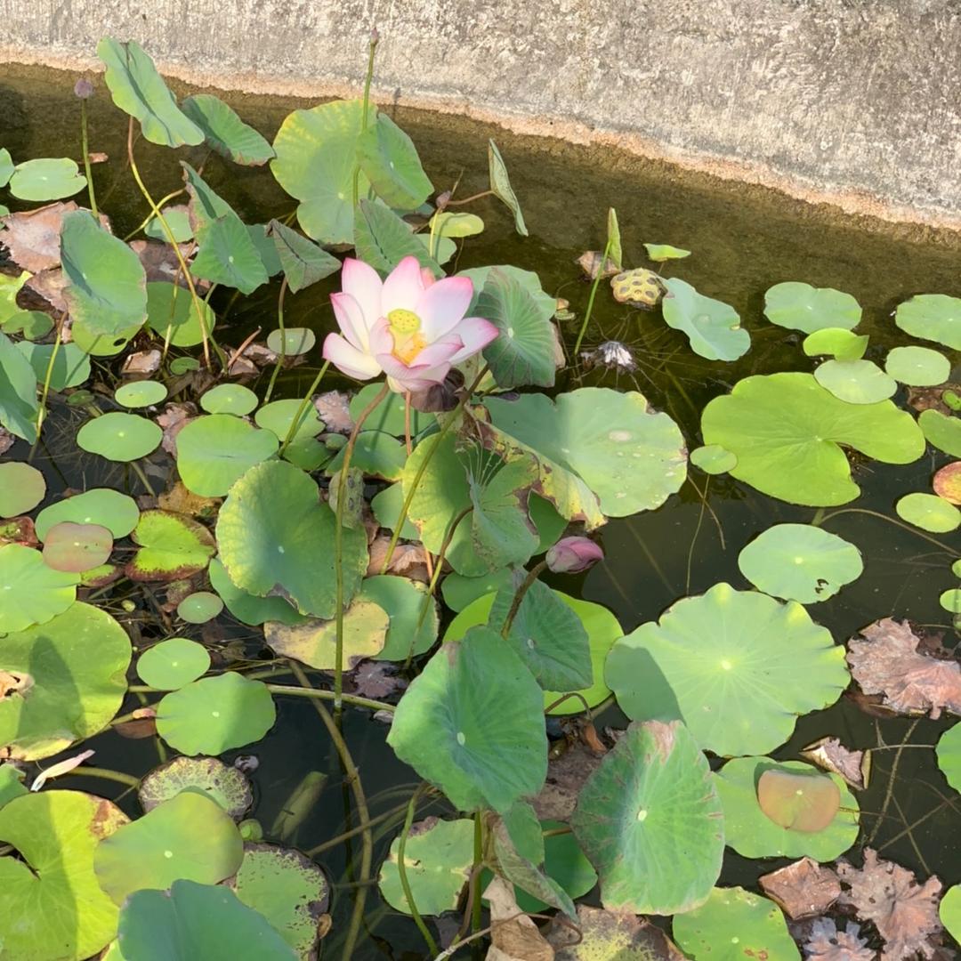 不经历风雨，怎能见彩虹。