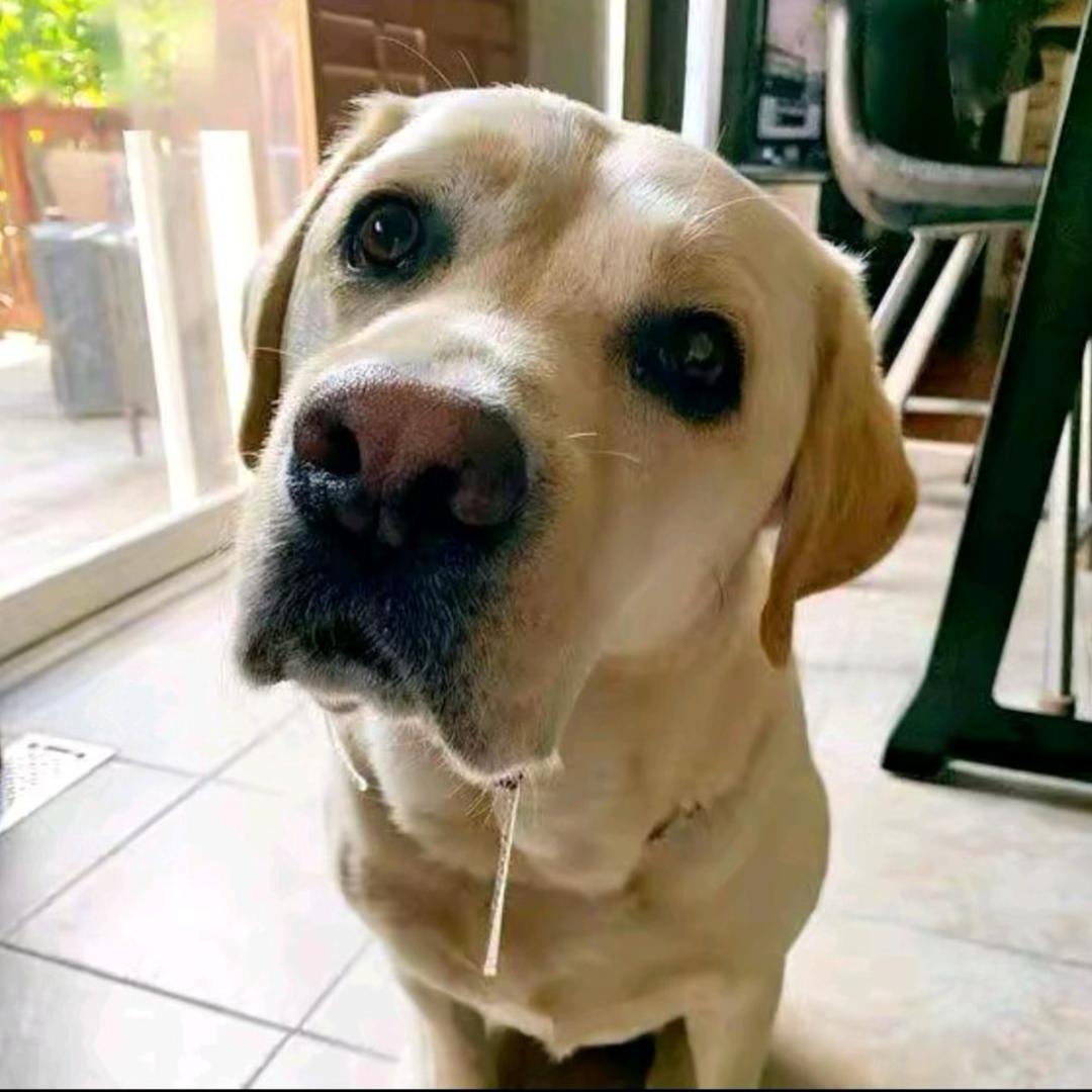 Timo队长（已退网）