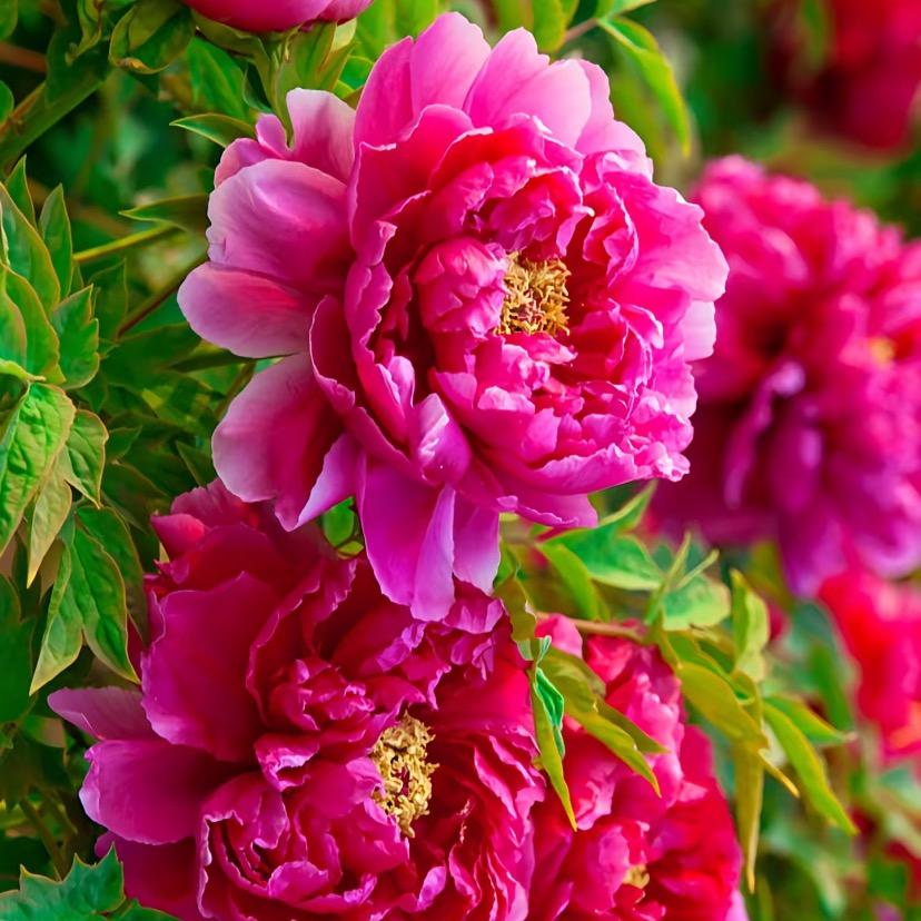 水中花🌹