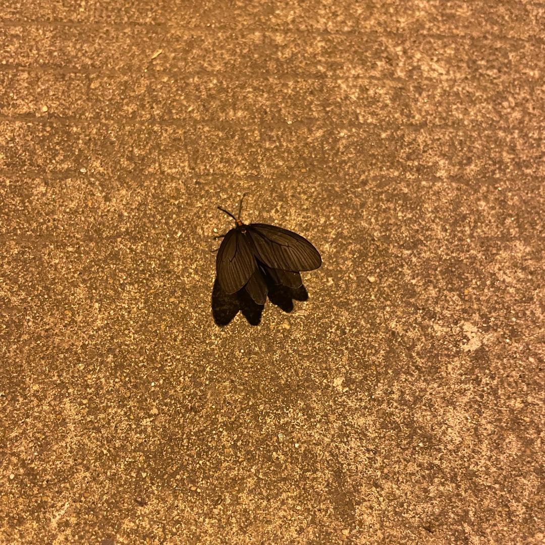 幻 想 家