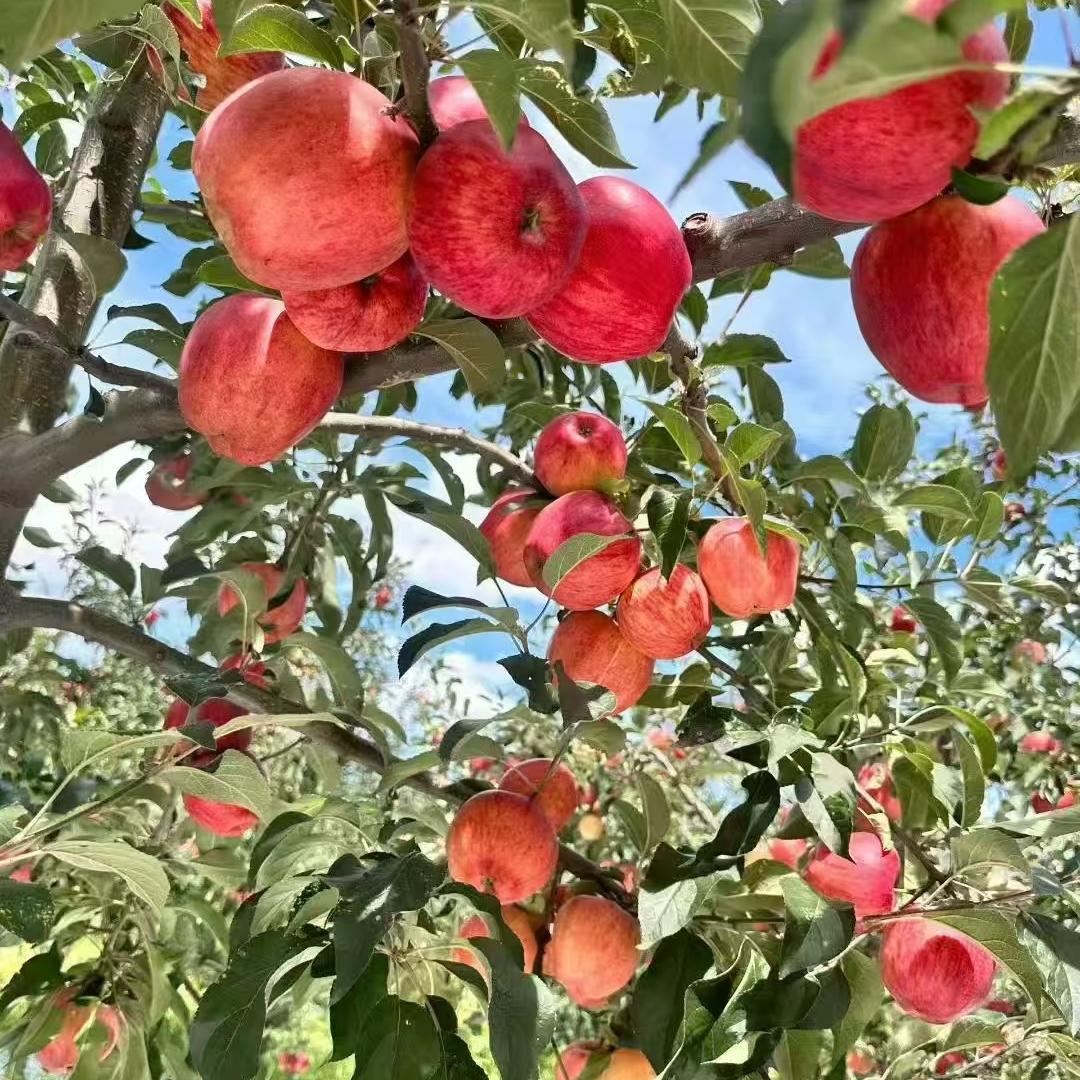 昭阳区陆柒农产品精品小铺