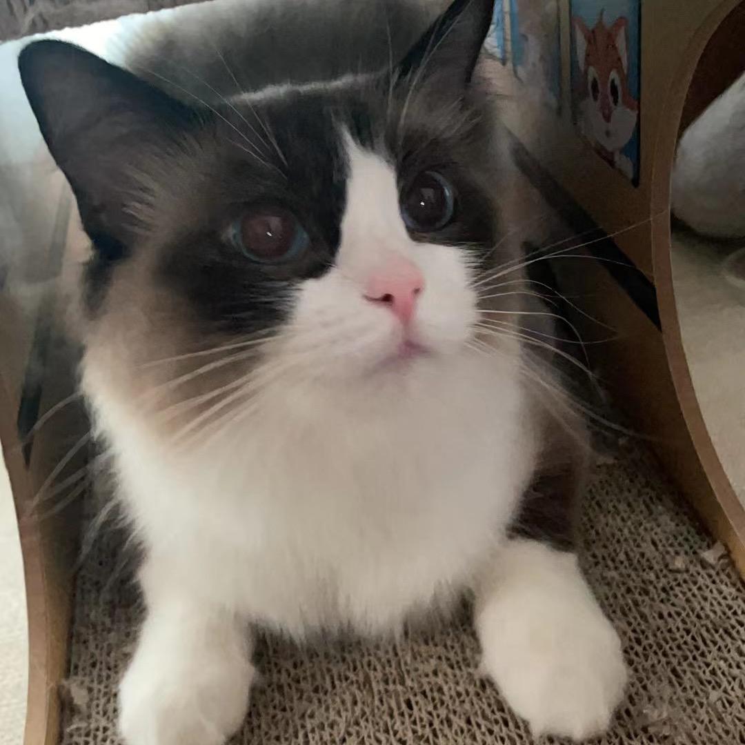 Cotton是一只猫