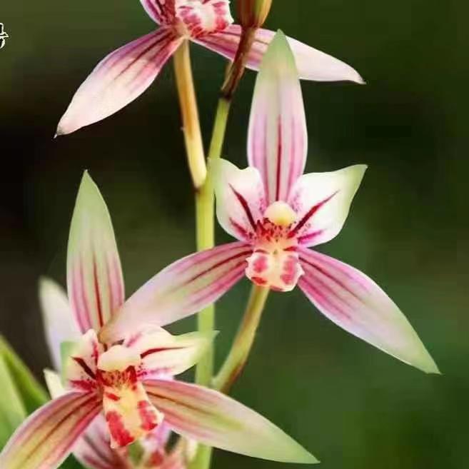 集星兰花