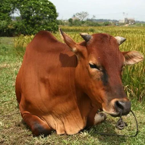 三头牛鲜肉