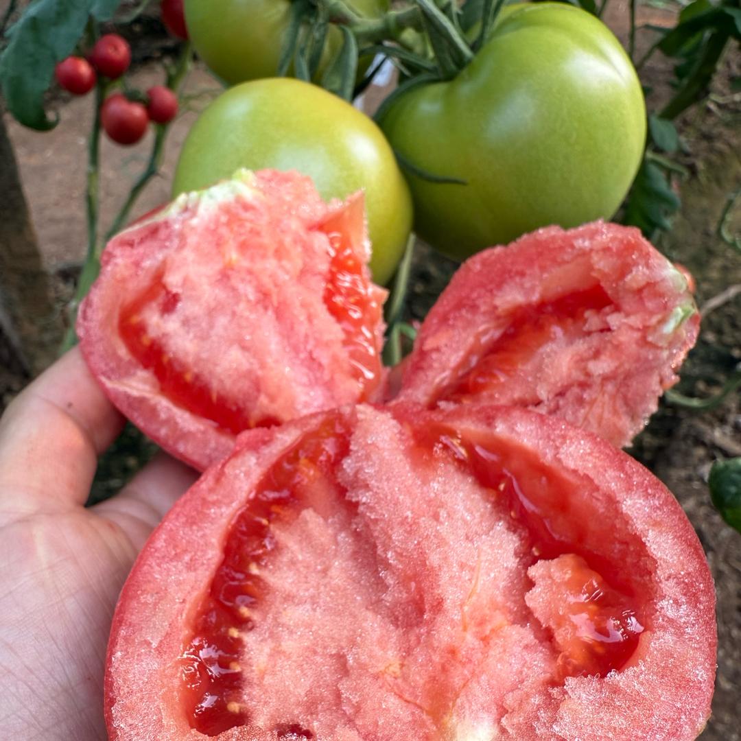 顺盈种苗～小洁