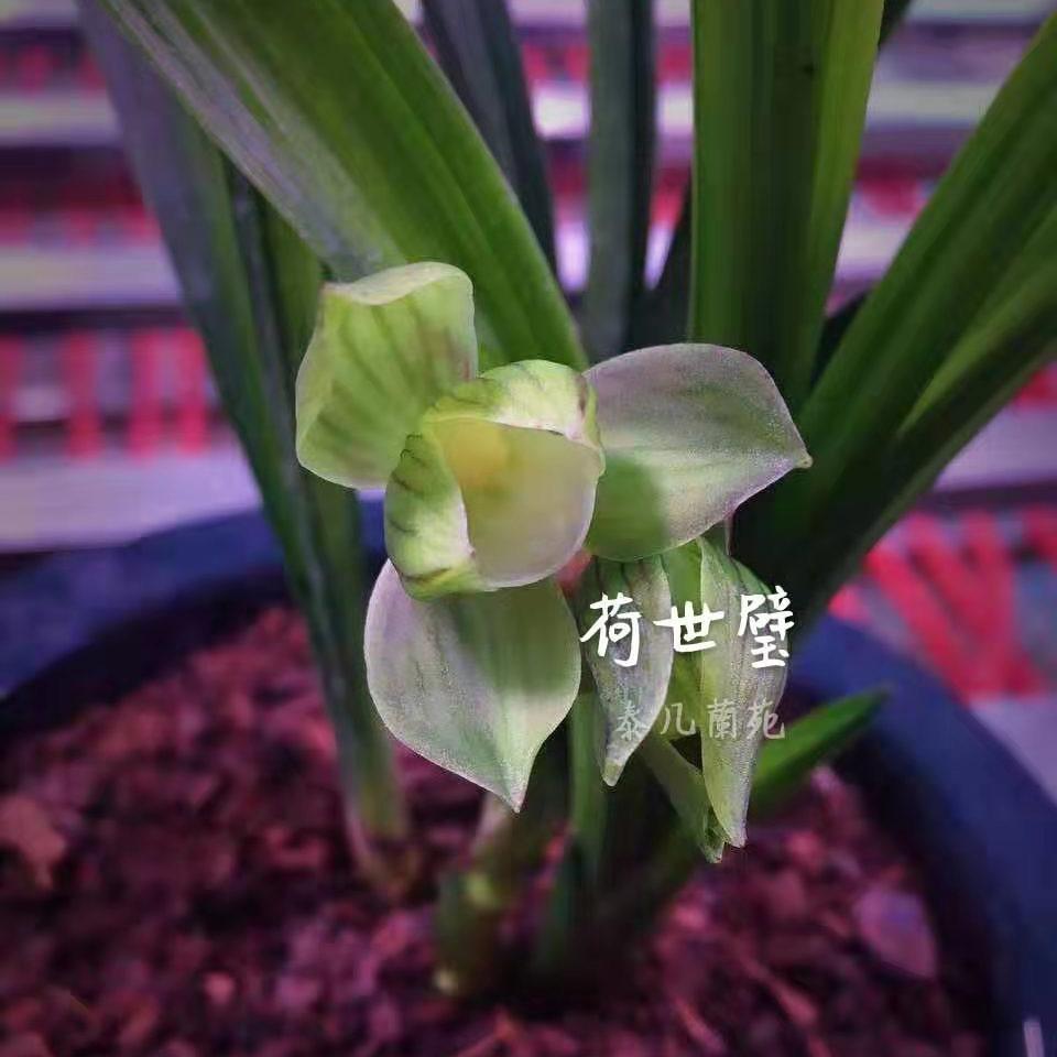 兰香有余