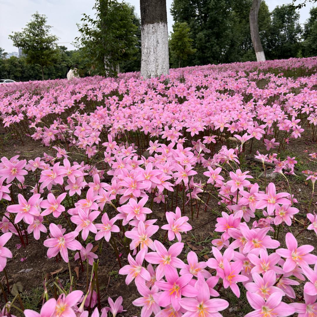 大王叫我来巡山