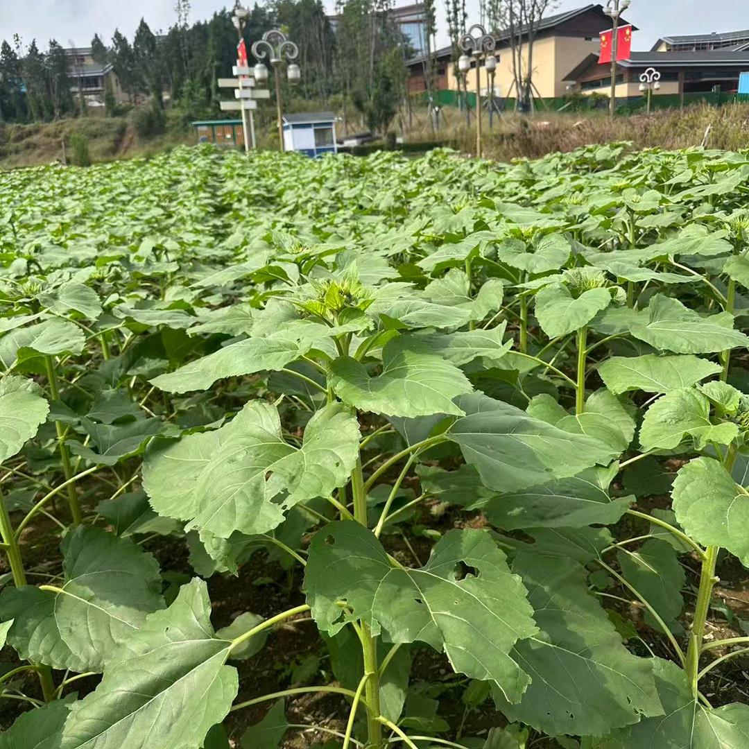 小啊芊