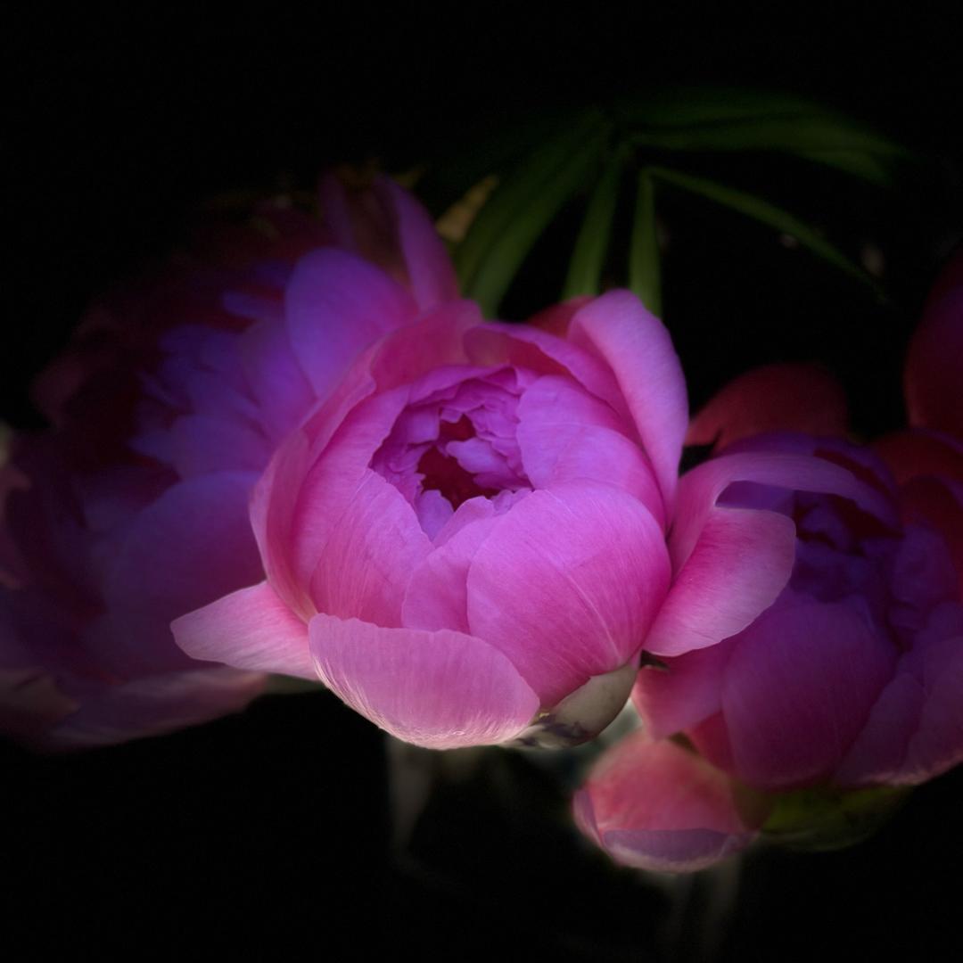 猪猪女孩👧🏻